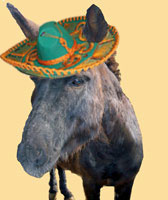 ילדה ומטפלת עם אפרוח